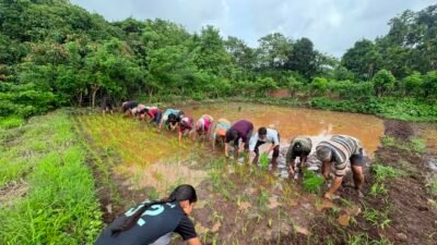 दाभोळ : कोळथरे येथे चारसूत्री भात लागवडीचे प्रात्यक्षिक, आधुनिक तंत्रज्ञानाचा शेतकऱ्यांना परिचय