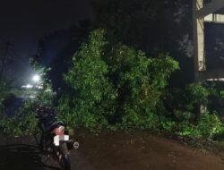 चिपळूण : सावर्डे येथे झाड कोसळून वीजपुरवठा आणि वाहतूक खंडित