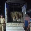 लांज्यात बैलांची निर्दयी वाहतूक,  2.21 लाखांचा मुद्देमाल जप्त