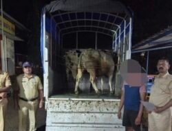 लांज्यात बैलांची निर्दयी वाहतूक,  2.21 लाखांचा मुद्देमाल जप्त