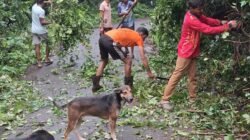 दापोली : बोरिवली-आडीवाडीत झाड कोसळून रस्ता अन् वीजपुरवठा ठप्प; ग्रामस्थांनी युद्धपातळीवर हटवला अडथळा