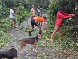 दापोली : बोरिवली-आडीवाडीत झाड कोसळून रस्ता अन् वीजपुरवठा ठप्प; ग्रामस्थांनी युद्धपातळीवर हटवला अडथळा