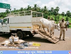 लांजा-दाभोळे मार्गावर पिकअपमधून दोन बैलांची वाहतूक, 2.71 लाखांचा मुद्देमाल जप्त