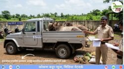 चिपळूण : कत्तलीच्या उद्देशाने गुरांची निर्दय वाहतूक, तिघांविरुद्ध गुन्हा, तीन बैलांसह बोलेरो पिकअप असा 4.65 लाखांचा मुद्देमाल जप्त