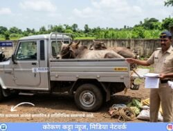 चिपळूण : कत्तलीच्या उद्देशाने गुरांची निर्दय वाहतूक, तिघांविरुद्ध गुन्हा, तीन बैलांसह बोलेरो पिकअप असा 4.65 लाखांचा मुद्देमाल जप्त