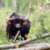 संगमेश्वर : रानगव्याच्या हल्ल्यात गंभीर जखमी तरुणाचा उपचारादरम्यान मृत्यू, साडवली-देवरुख परिसरात शोककळा