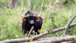 संगमेश्वर : रानगव्याच्या हल्ल्यात गंभीर जखमी तरुणाचा उपचारादरम्यान मृत्यू, साडवली-देवरुख परिसरात शोककळा