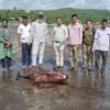 दापोली : हर्णे किनाऱ्यावर दोन फिनलेस पॉर्पोईज मृतावस्थेत आढळले