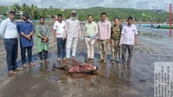 दापोली : हर्णे किनाऱ्यावर दोन फिनलेस पॉर्पोईज मृतावस्थेत आढळले