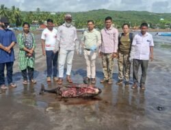 दापोली : हर्णे किनाऱ्यावर दोन फिनलेस पॉर्पोईज मृतावस्थेत आढळले