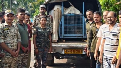 रत्नागिरी : कोंबड्यांच्या खुराड्यात शिरला बिबट्या, वन विभागाने जेरबंद करून नैसर्गिक अधिवासात सोडले