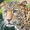 गुहागरच्या तळवलीत बिबट्याची दहशत, शिगवणवाडीत पाळीव कुत्र्यांना बनवले भक्ष्य, ग्रामस्थांमध्ये भीतीचे वातावरण