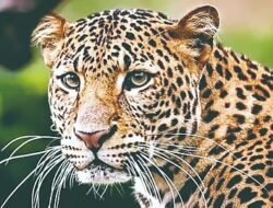 गुहागरच्या तळवलीत बिबट्याची दहशत, शिगवणवाडीत पाळीव कुत्र्यांना बनवले भक्ष्य, ग्रामस्थांमध्ये भीतीचे वातावरण