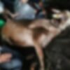 मंडणगड :  गुरांच्या गोठ्याला भीषण आग, दोन दुभत्या गाईंचा होरपळून मृत्यू, दहागाव निमदेवाडीतील दुर्घटना