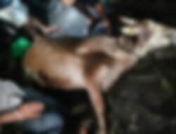 मंडणगड :  गुरांच्या गोठ्याला भीषण आग, दोन दुभत्या गाईंचा होरपळून मृत्यू, दहागाव निमदेवाडीतील दुर्घटना